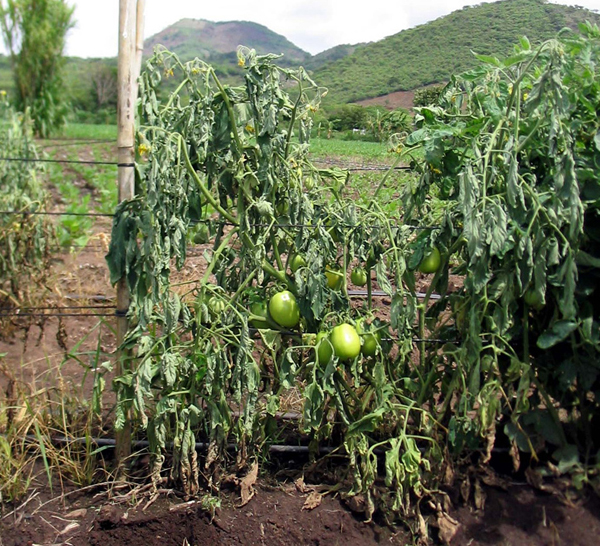 bacteria wilt in tomatoesjpg